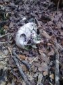 zephyrhills skull 01.jpg zephyrhills skull 01.jpg