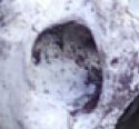 zephyrhills skull zoom.JPG zephyrhills skull zoom.JPG