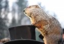 xpunxsutawney-phil.jpg