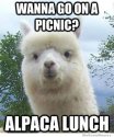 alpacalunch.jpg