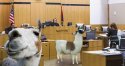 llamcourt.jpg