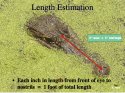 GatorEstLength.jpg GatorEstLength.jpg