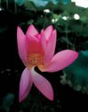 water lily.jpg