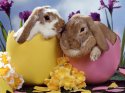Easter-Bunny eggs.jpg