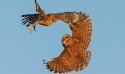 owl wing.jpg