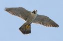 falcon perigrine.jpg