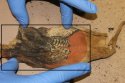 bird1 area marked UP_7582.jpg