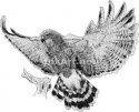 hawk 3.jpg