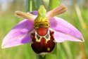 LaughingBeeOrchid.jpg