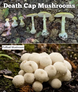 deathcap-puffball.webp
