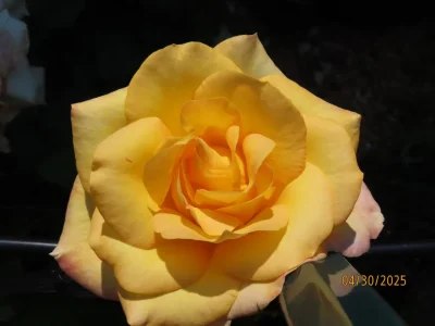garden 4-28-25      .webp
