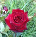 large_Daniel Morcombe Rose.JPG