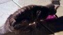 150507_raw_pippathecat4.jpeg