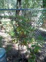 Plant3.jpg