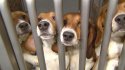 beagle-rescue-6pkg-consolid.jpg beagle-rescue-6pkg-consolid.jpg