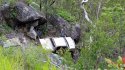cliffwreck4.jpg