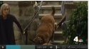 Doggie1.JPG