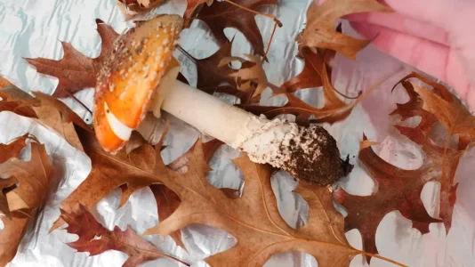 one shroom.webp