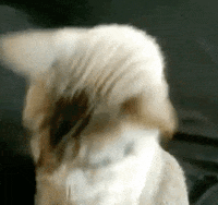 ready cat with glasses.gif