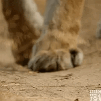 big cat.gif