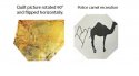 camel.jpg