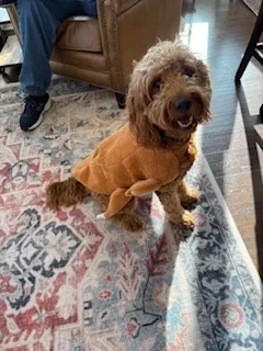 Thanksgiving 2025 Moose.webp