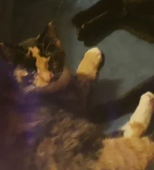 tempFileForShare_20251210-165040 (1).webp tempFileForShare_20251210-165040 (1).webp