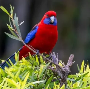 crimson rosella.webp