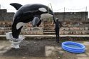 banksy-ss4-jumbo.jpg