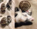 kitty-and-owl-buddies.jpg
