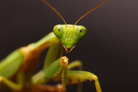 praying-mantis-scaled.webp