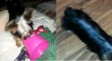 squeaks 10-2015.jpg