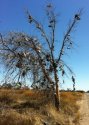 Shoetree1-215x300.jpg