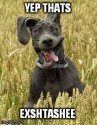 drug-dog-MEME.jpg drug-dog-MEME.jpg