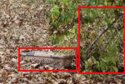 backyard MO2 items.jpg