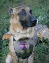 2E912A0500000578-3323495-Decorated_Seven_year_old_police_dog_Diesel_pictured_with_her_ser-m-10_1.jpg
