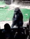 an gorilla scares kids.gif