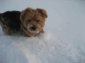 IMG_1181.gif