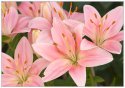pink-asiatic-lilies-2.jpg
