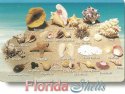 Seashells.jpg