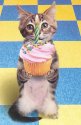 bday cat.jpg