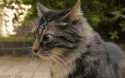 shifty cat.gif
