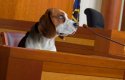 nose-witness-testimony1.jpg