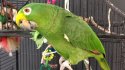 ali-parrot-partner-ottawa-smiths-falls-parrots-sanctuary-aug-20-2015.JPG