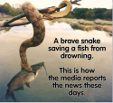 msm the news.png