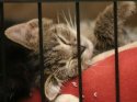 winnipeg_pet_rescue_shelter_42732611.jpg