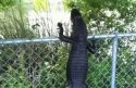outdoorhub-video-alligator-with-ninja-skills-climbs-a-fence-2015-07-27_16-27-52-880x577.jpg