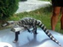 1988  Patricks Gator Ally.jpg