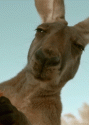 kangaroochew.gif