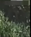 KV 5 nnn grass.png